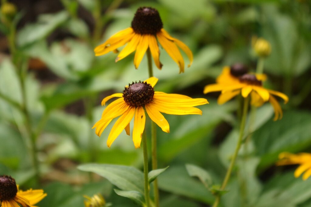 black-eyed-susan-