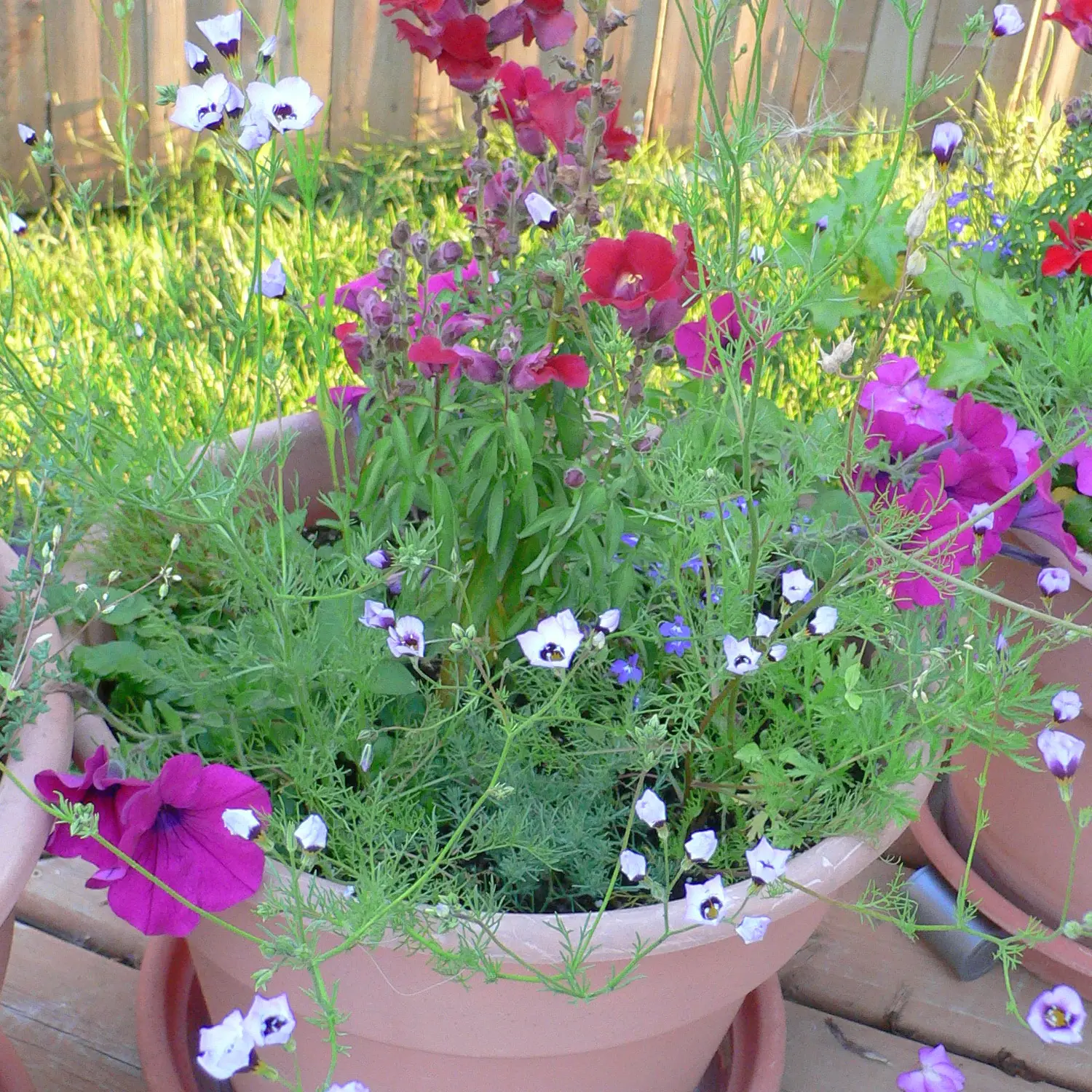 Vilde blomster fra frøpapir