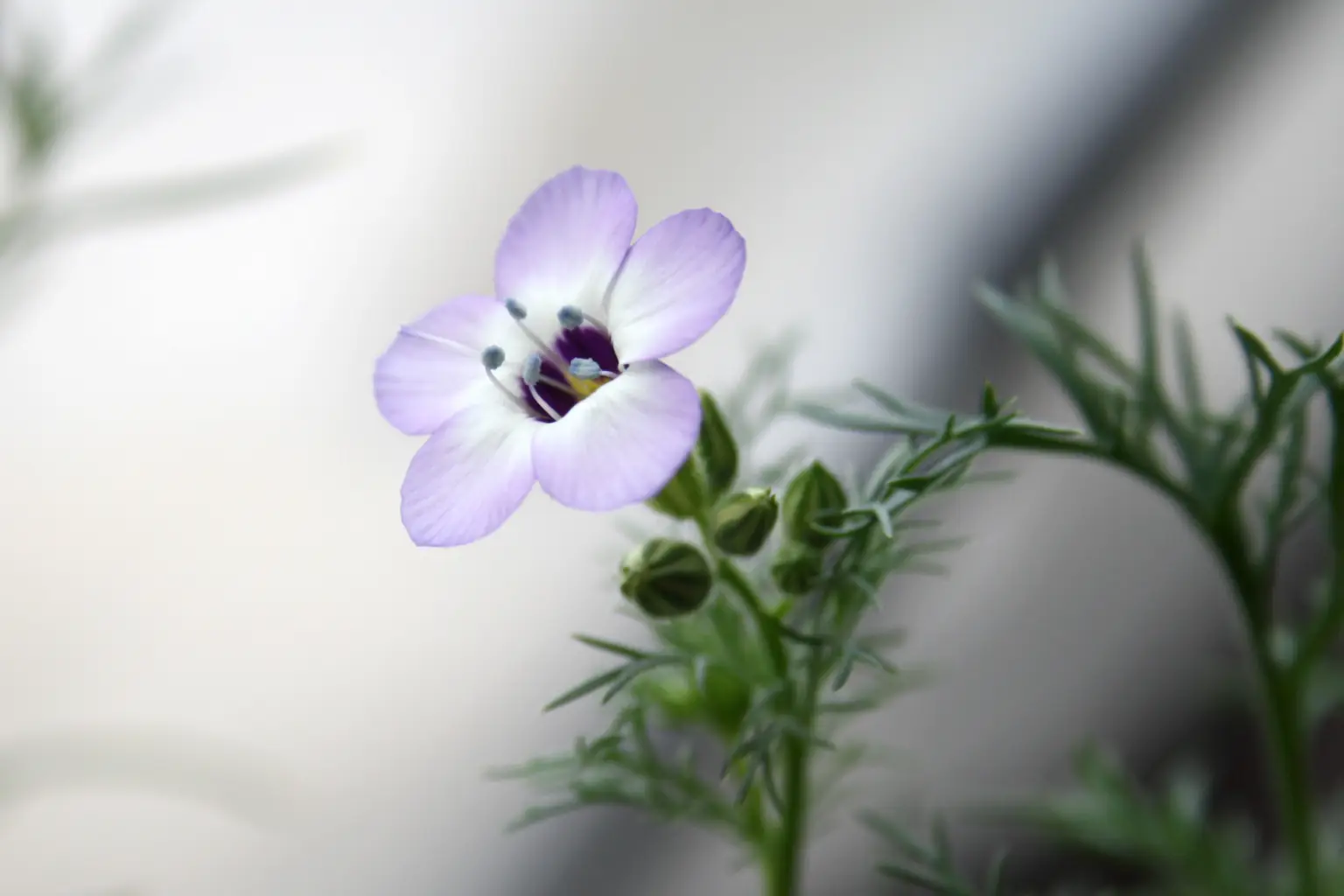 Blomsterkort af frøpapir